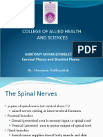 4-5cervical Brachial Plexus