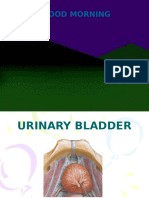 Urinary Bladder