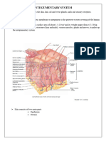 Integumentary System