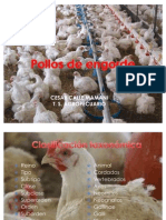 Pollos de Engorde