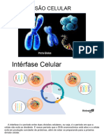 Divisão Celular-1ano