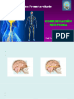 Coordinación Nerviosa Anatomía