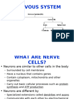 Introduction To Nervous System