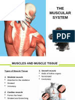 Topic 6 Muscular System