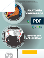 Osteología Esqueleto Apendicular MP