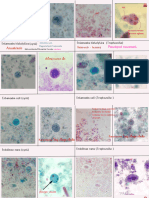 Practical Practice Parasite Pic - 241016 - 103552