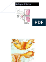 Citopatologia CL Nica