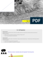 Cell Respiration (C1.2)