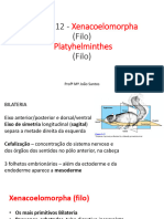 12 Xenacoelomorpha + Platyhelminthes