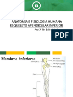 SISTEMA OSSEO - ESQUELETO APENDICULAR INFERIOR - AULA 5