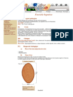 Fasciola Hepatica _ Fiche