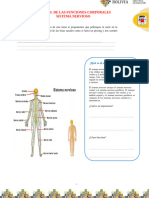 Control de Las Funciones Corporales Sistema Nervioso 4to 3er Tema