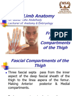 MSA - Lower Limb - Front and Medial Thigh