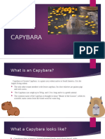 Capybara