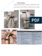 PARES CRANIANOS RESUMO