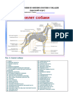 Anatomia Fiziologia Sobak