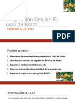 Ciclo de Krebs (1)