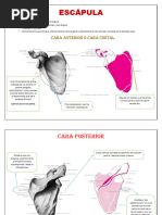 Escápula