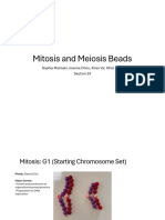 ALT - Mitosis and Meiosis Beads