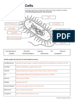 Prokaryotic & Eukaryotic Cells Answers