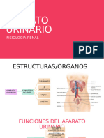 Aparato Urinario y Fisiología Renal