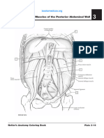 pelvis-4