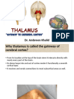 Thalamus (2023)