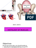 Histology of Muscles (2)