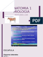 Anatomia 1 Clase 7 Miologia Miembro Anterior,Craneo y Parte Cuello