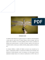 INFORME ODONATA