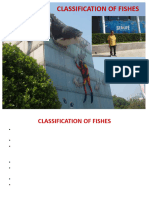 Ppt Classification of Fishes