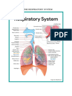 ANATOMY OF THE RESPIRATORY SYSTEM