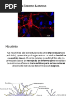 sistema nervoso