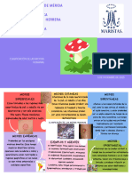 Esquema Micosis Humana