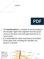 brachial plexus