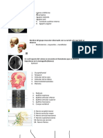 PRE-TEST PRÁCTICO TANDA 7 ANATOMÍA.docx