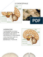 cours 09 - LE DIENCEPHALE