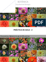 Filogenia Molecular en Plantas