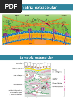 TP 12 2020 Matriz extracelular