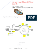 The Tricarboxylic acid cycle (TCA cycle)