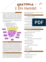 semana 4 morfofisiologia