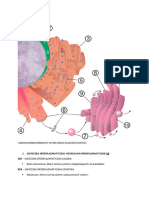 1E Siateczka Śródplazmatyczna i Rybosomy