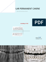 6 Mandibular Canine