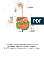 DIGESTIVE-4