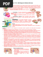 RevisÃ£o Morfo do SN 3Â° VA - Not