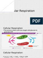 Cellular_Respiration