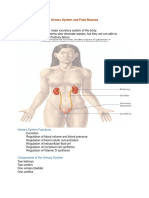 Chapter-18-Urinary-System-1