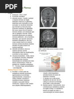 Anatomia Do Sistema Nervoso