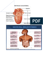 REVISAO ANATOMIA