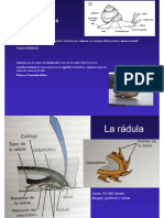 Clase TP Clasif para práctico masticadores I